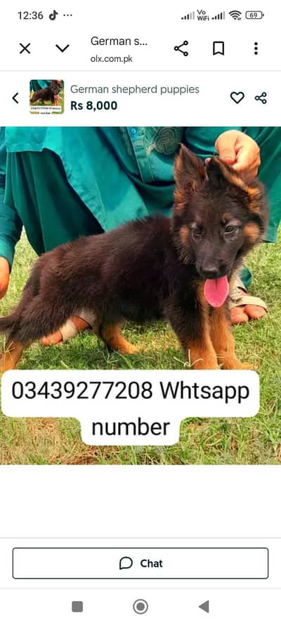 German shepherd puppies available