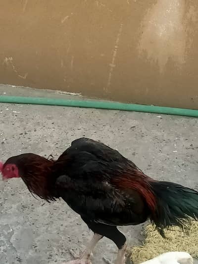 Aseel mianwali red