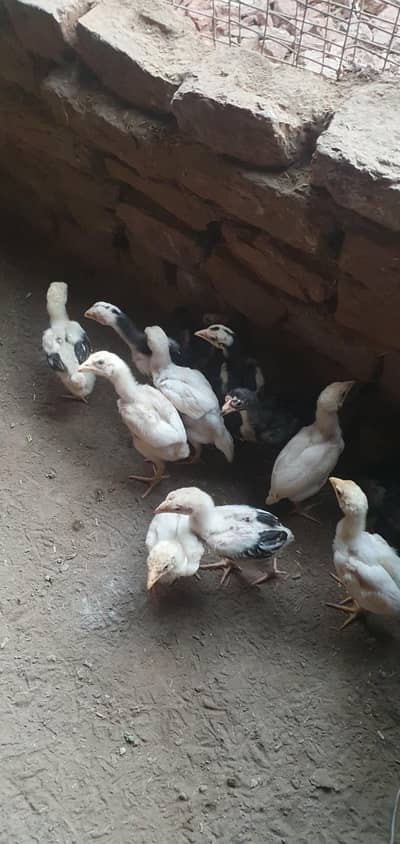 ASEEL CHIKS WITH HOME CEAR