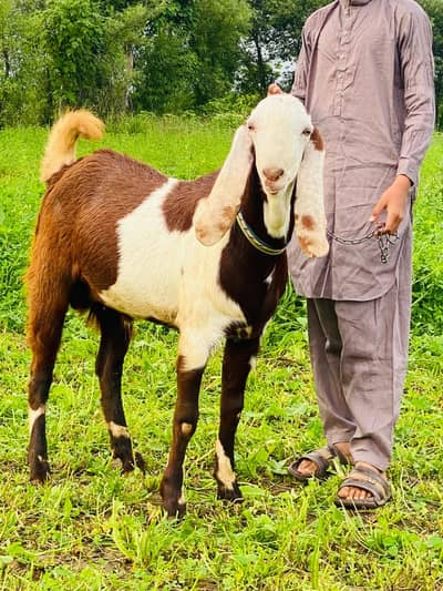 Desi Bakra for qurbani