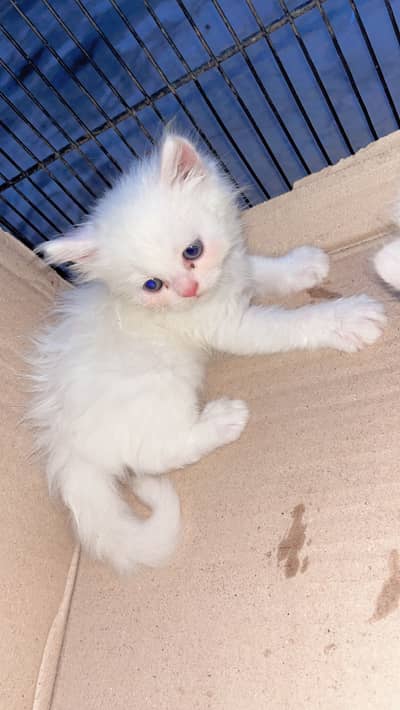 Pershion tripple cooted punch kittens