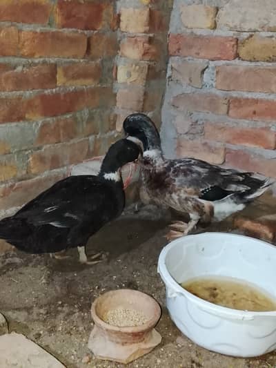 Very nice ducks