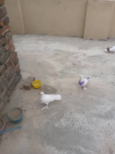 pamose for sell  ayk santient ha baqi sb pamose ha.