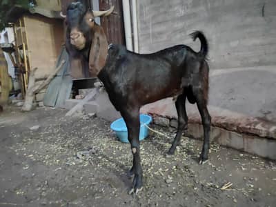 Male 2 dant for Qurbani