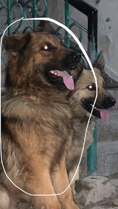 German shephard working line urgent sale