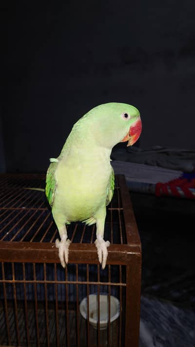 kashmiri raw parrot for sale