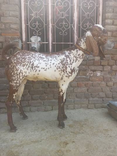 Bakra for sale Qurbani k liye