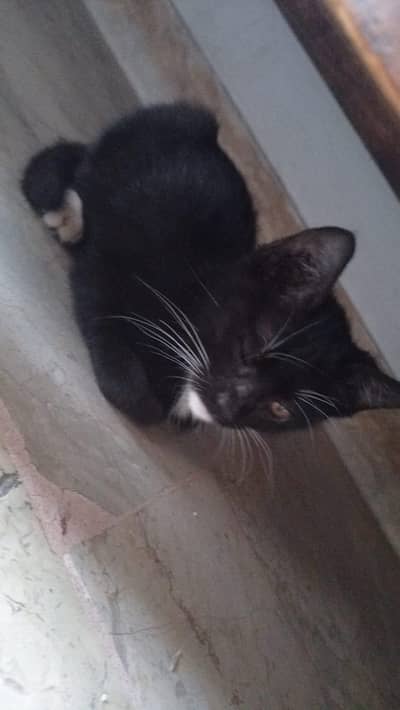 semi Persian double coated kitten