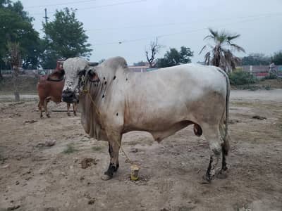 3.5 lac to 8 lac