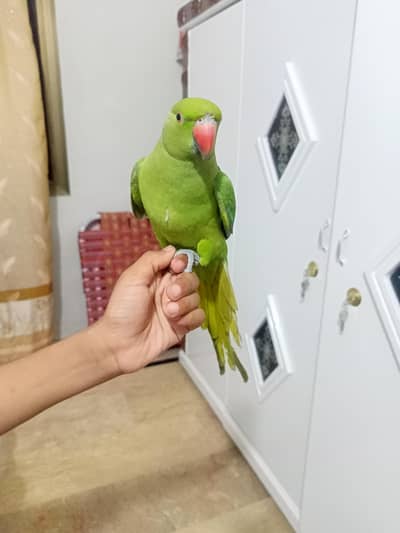 ringneck hand tame parrot