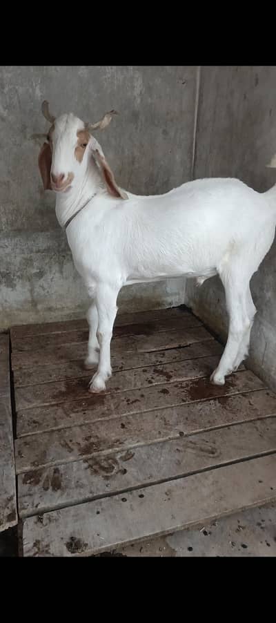 Khassi Bakray for Qurbani Ghar k Paly hue