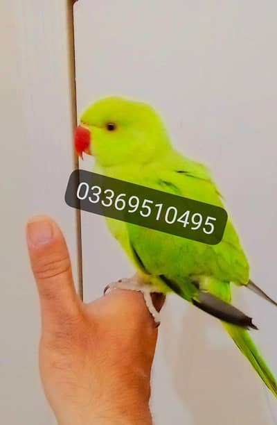 Green ringneck parrot self chick  handtame male