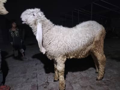 Beautiful Kajla Chhatra available for sale