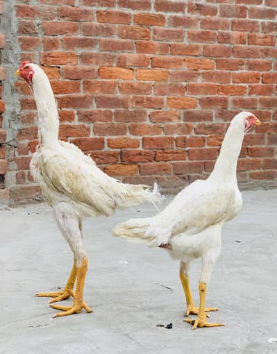 German O- Shamo birds