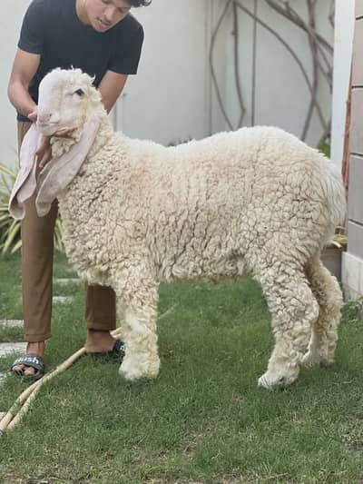 Heavy dunmba for sale
