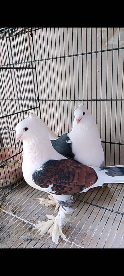 sentient pigeon pair