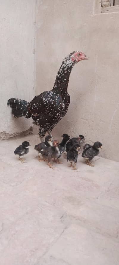 Aseel Chicks For Sale (Madagascar+Sindhi)
