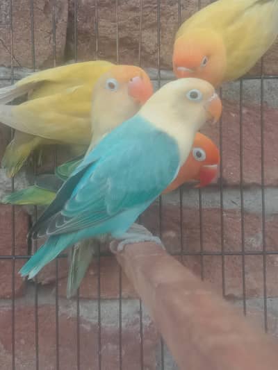 For sale male age 2 months