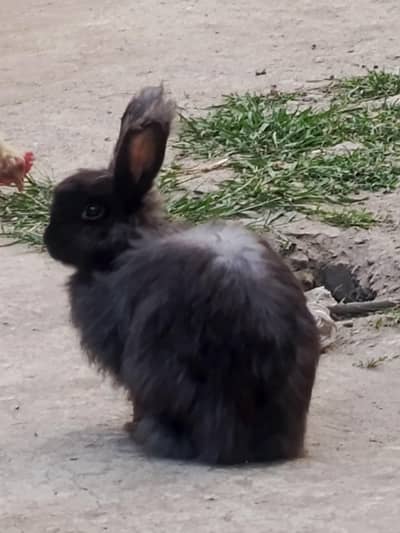 English rabbits for sell