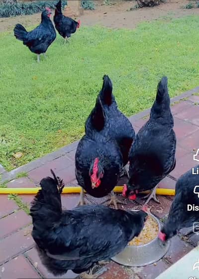 Misree Hens