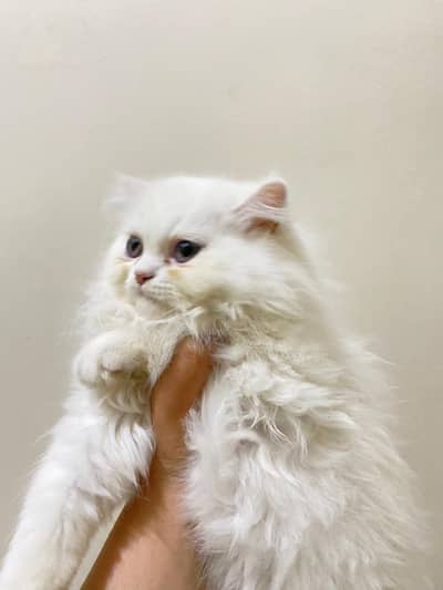 Persian punch face pair