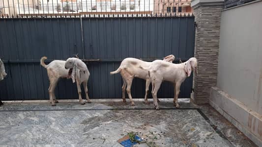 RajanPuri Bakray Each Rs. 160000