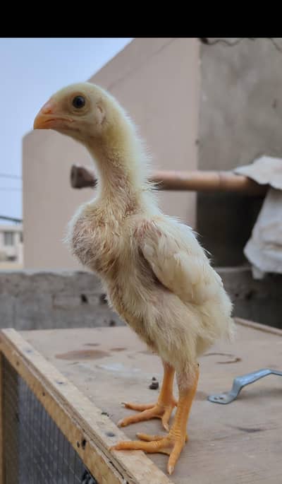 o shamo chicks / white shamo chicks / shamo / shamo chicks