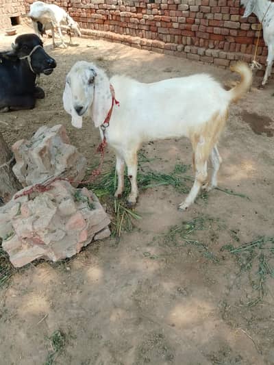 karvane wala bakra
