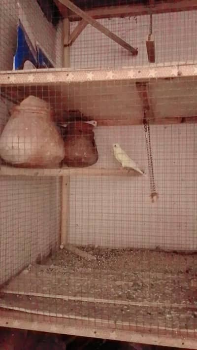 Parrot  Australian  Tow  Female One maleTow pinjre
