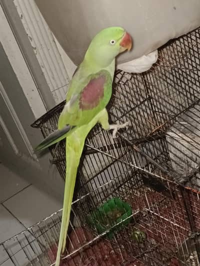 Jambo Raw Parrot Female