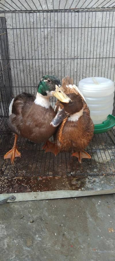 Healthy Breeding Pair of Ducks (Egg Laying)