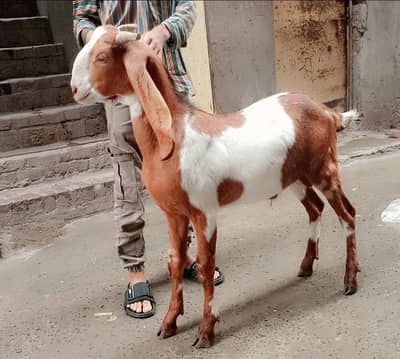 Doda bakra | sheep | Goat | Qurbani 2026 | mundra | chatra