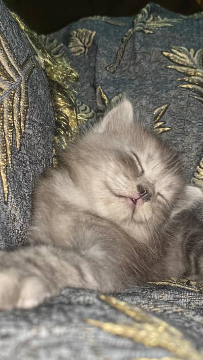 Kitten for sale