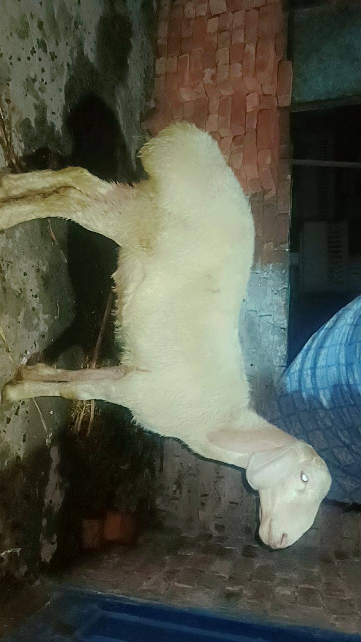 dumba 3