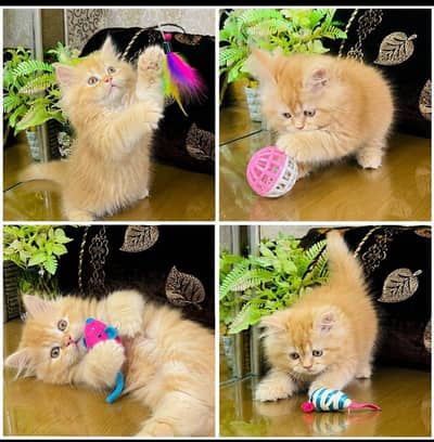Persian Tripple coated kittens