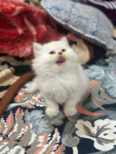 Persian triple coat kittens