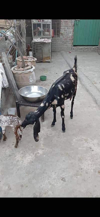 Desi Bakri Tiger print