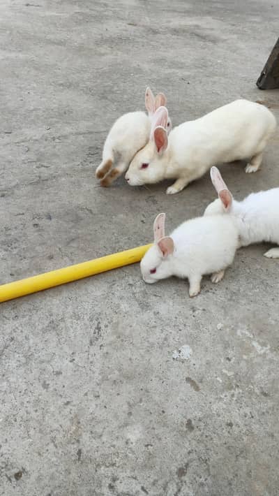 Rabbit for sale