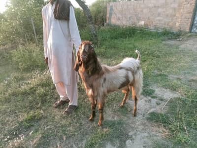 bakra