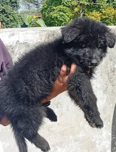German Shepherd Puppy | Black | Black N Tan | Male | Female