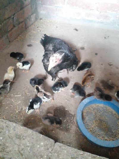 aseel chicks with mother for sale