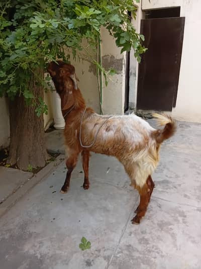 bakra do dant
