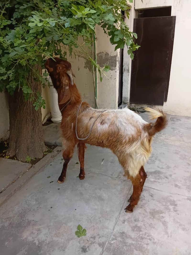 bakra do dant 0