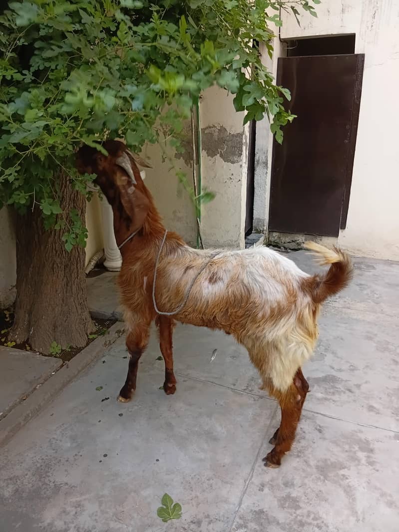 bakra do dant 1
