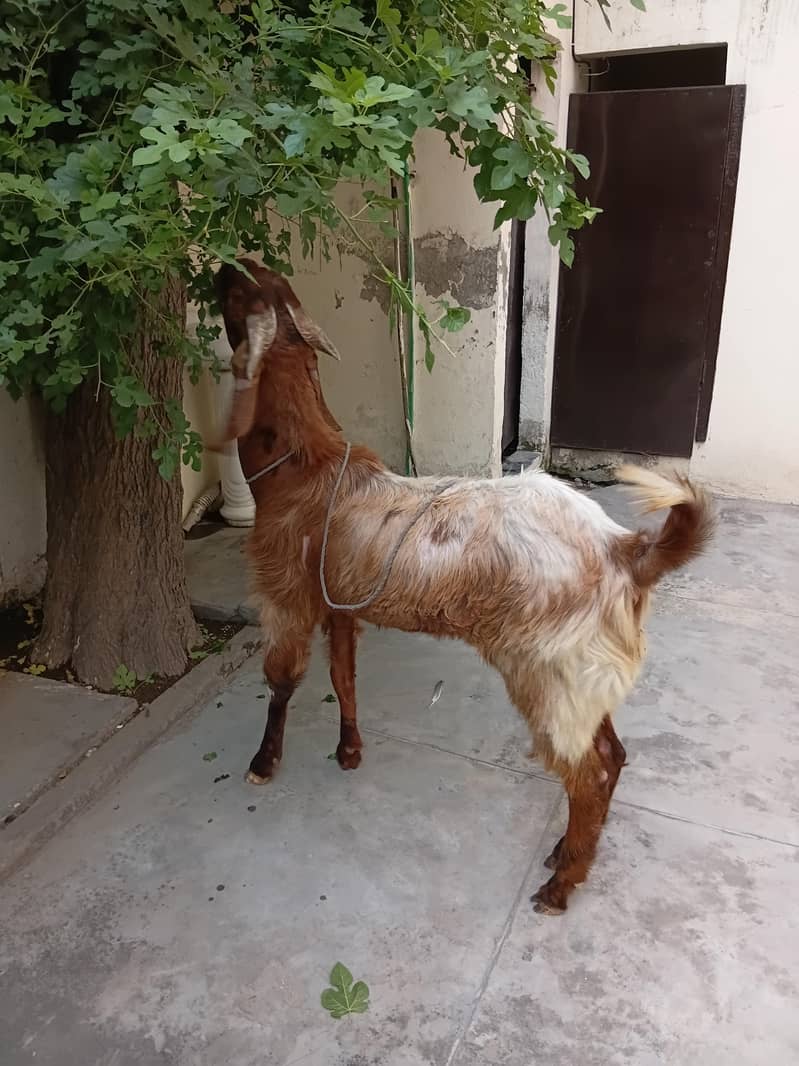 bakra do dant 2