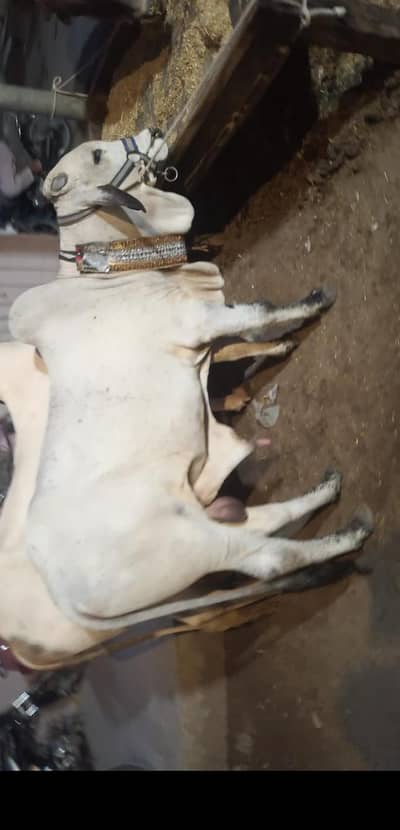 Healthy cow available fresh 2 teeth