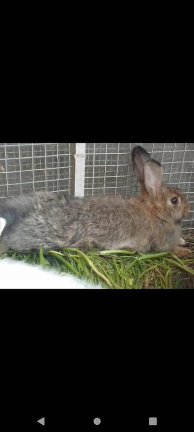 Angora rabbites  Pair with 3 kittens