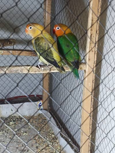 love birds breeder pair