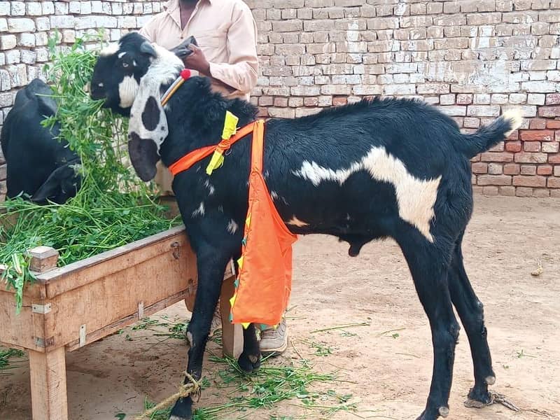 Desi Bakra 0