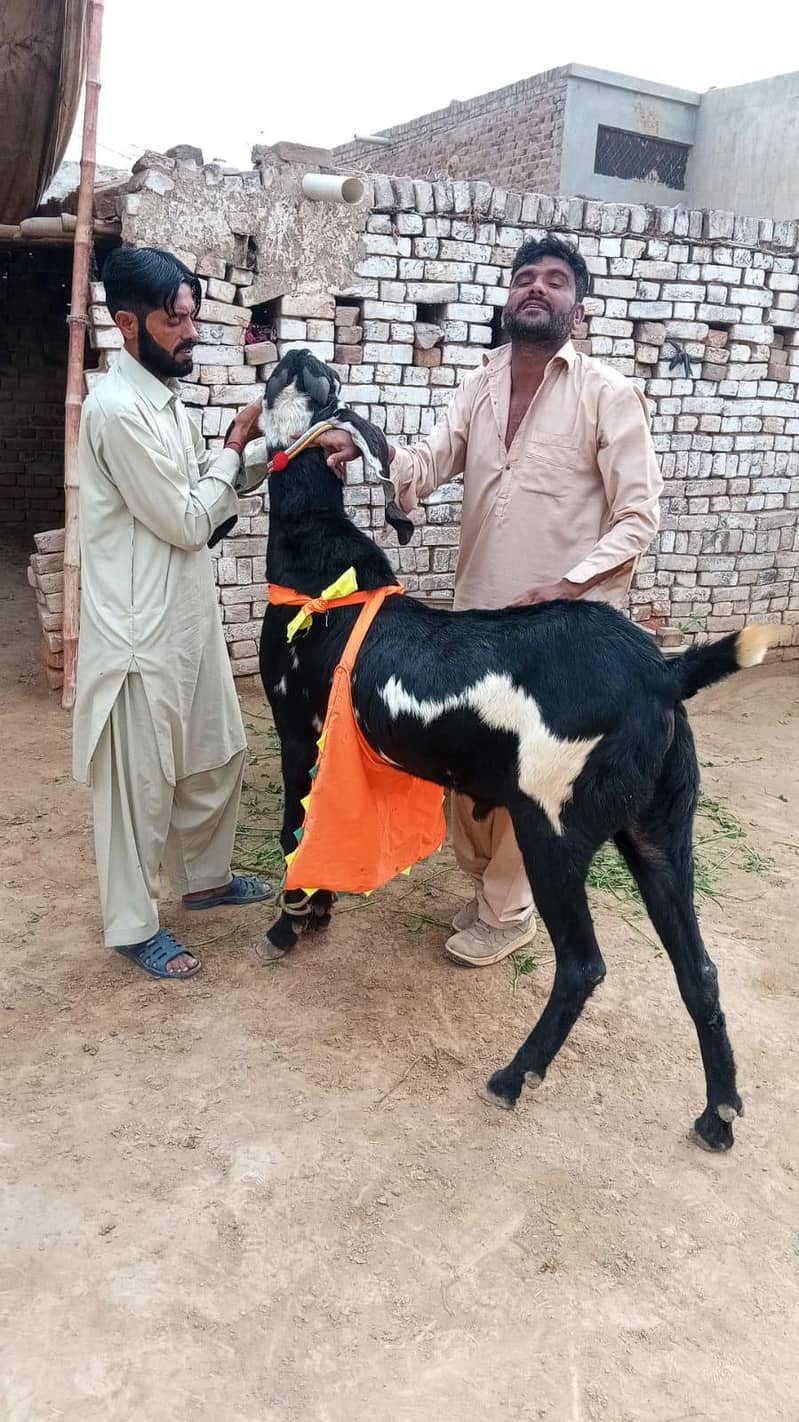 Desi Bakra 1